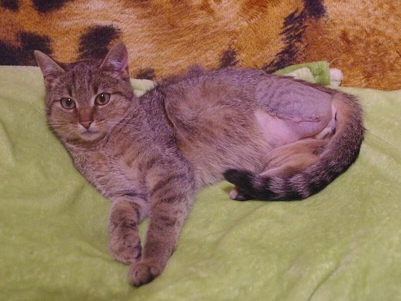 Hauskatze Herbie wurde im Mai geboren.