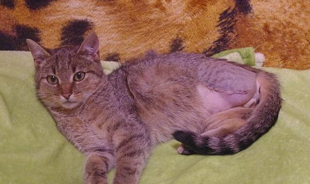 Tierheim Katze Herbie sucht Besitzer Hauskatze Herbie wurde im Mai geboren.