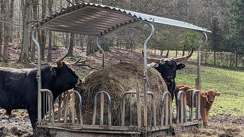 Familie Auerochs mit ihrem sechs Wochen alten K&auml;lbchen