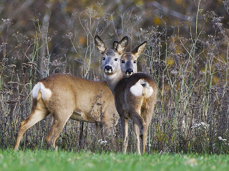 Die Rehe auf dem Bild suchten nach frischen Gr&uuml;n, welches jetzt wieder auf den &Auml;ckern rund um Ma&szlig;bach zum Verzehr angeboten wird. Sie bleiben dabei immer in der N&auml;he von Wildpflanzenzonen und Hecken, um bei Gefahr Unterschlupf zu finden, so der Leser.