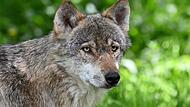 Ein Wolf: Nachdem zuletzt W&ouml;lfe im Landkreis Bayreuth 18 Tiere in einem Wildgehege rissen, hat die Diskussion um den Umgang mit dem Raubtier an Fahrt aufgenommen.Forchheim & Fr&auml;nkische Schweiz