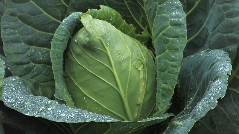 Spitzkohl