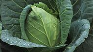 Spitzkohl
