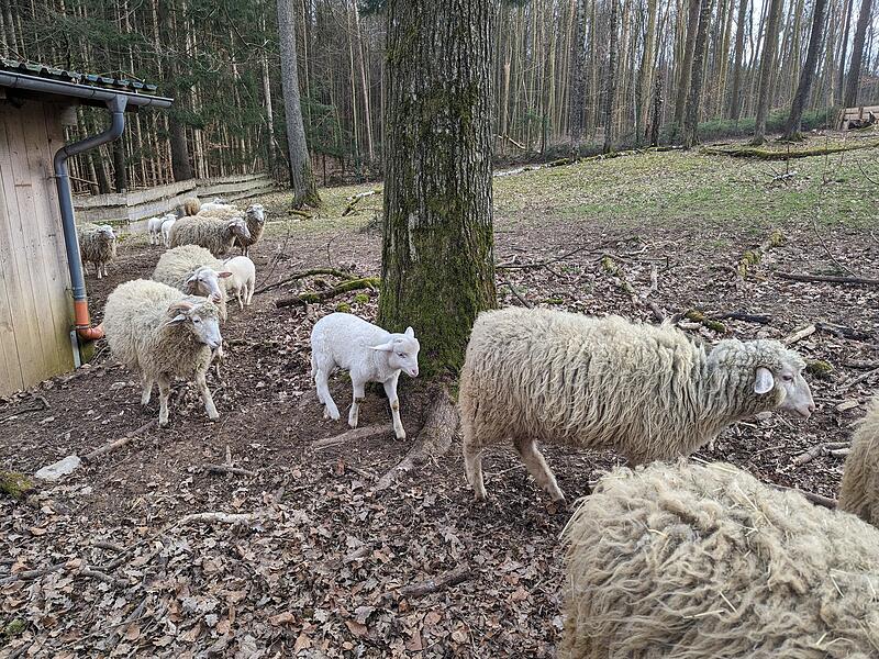 Lämmer Hundshaupten Lämmer Hundshaupten