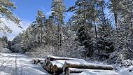 Um hochwinterliches Kaiserwetter mit Sonnenschein, glitzerndem Pulverschnee und Dauerfrost herzustellen, blieben wieder einmal die notwendigen Schneef&auml;lle aus.Forchheim & Fr&auml;nkische Schweiz