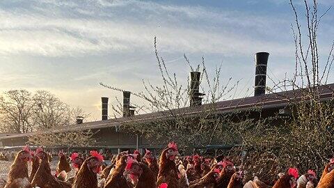Die H&uuml;hner scharren im Au&szlig;engehege, um kleine Tiere und Samen zu finden.