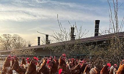 Die Hühner scharren im Außengehege, um kleine Tiere und Samen zu finden.Legehennenbetrieb Vogler in Neuwirtshaus Die Hühner scharren im Außengehege, um kleine Tiere und Samen zu finden.