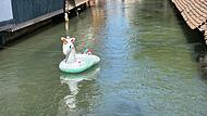 Ein Blickfang für Passanten und Touristen zwischen Hornschuchallee und Wiesentstraße: Das schwimmende Einhorn von Forchheim.
