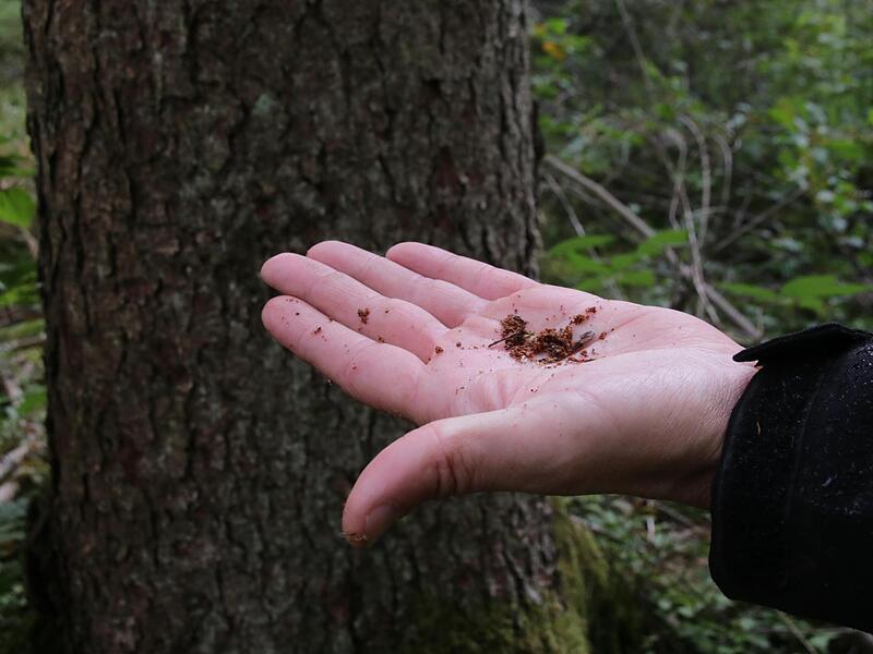 Bohrmehl am Stamm zeigt den F&ouml;rstern an, ob ein Baum befallen ist.