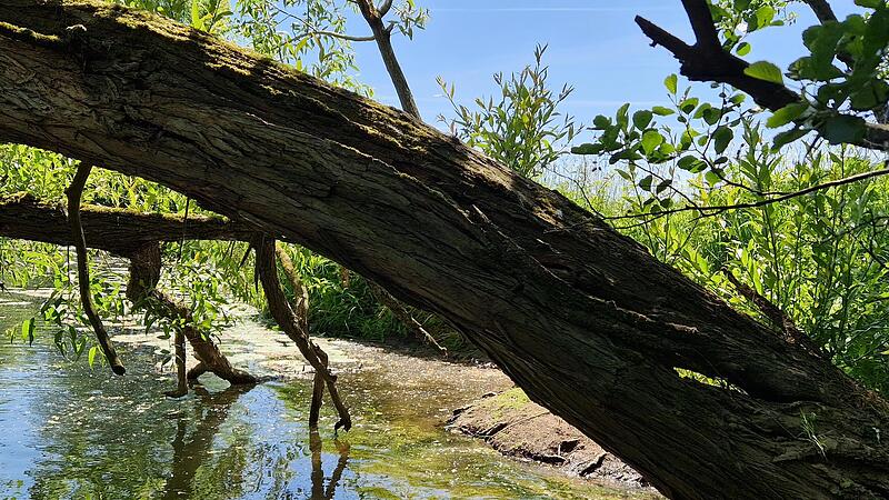 Wenn man genau hinsieht erkennt man, dass der Baum innen hohl ist. Es war also nur eine Frage der Zeit, bis er in die Saale stürzt.