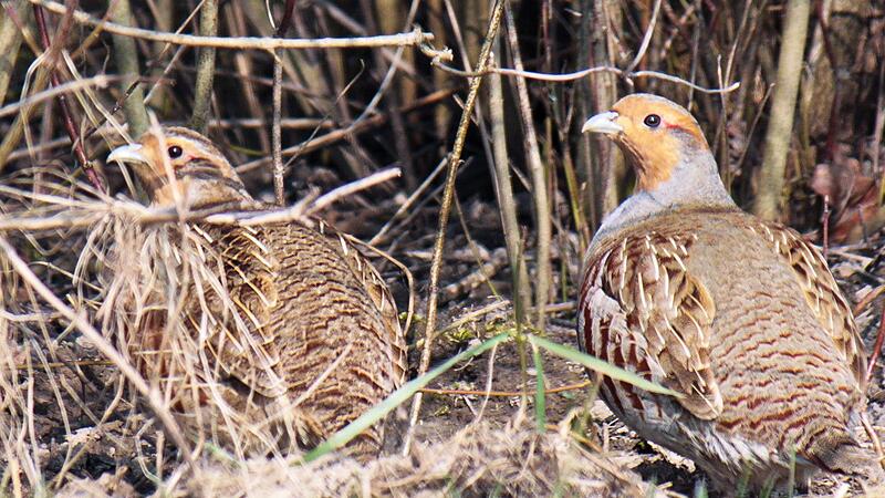 Rebhühner im Unterholz Rebhühner im Unterholz