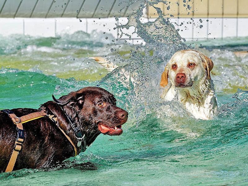 Hundebadetag 2026 Hundebadetag 2026