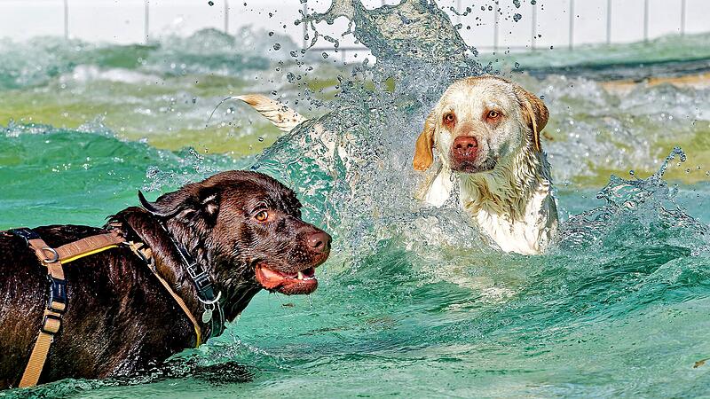 Hundebadetag 2026
