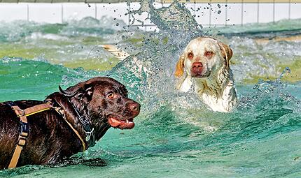 Hundebadetag 2026