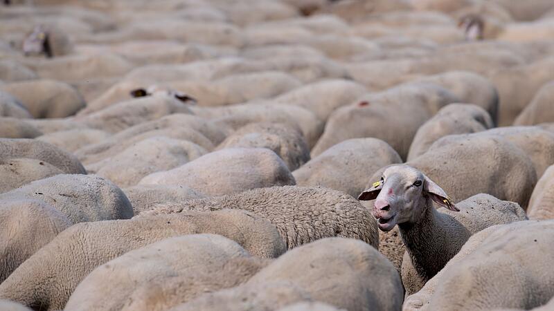 Schafe in Bayern Schafe in Bayern