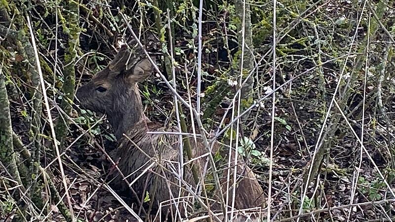 Bürgermeister und Jagdpächter hoffen, dass sich der kleine Reh-Bock von seinen Strapazen erholt.