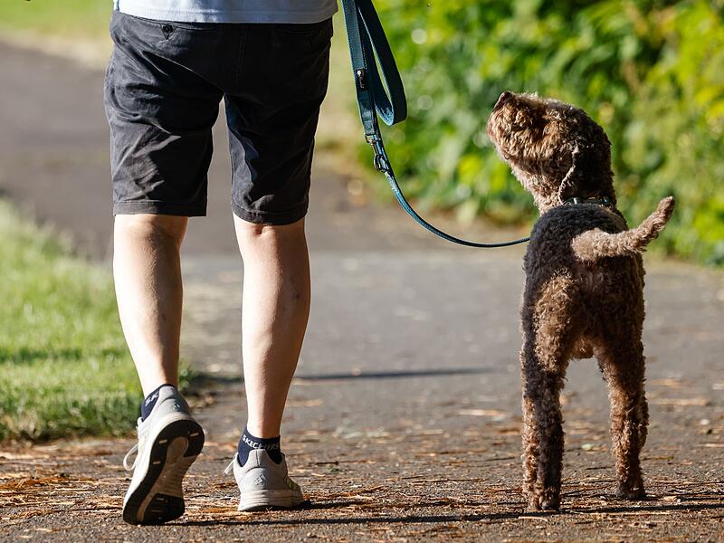 Hund beim Spaziergang