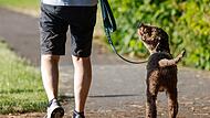 Hund beim Spaziergang Hund beim Spaziergang