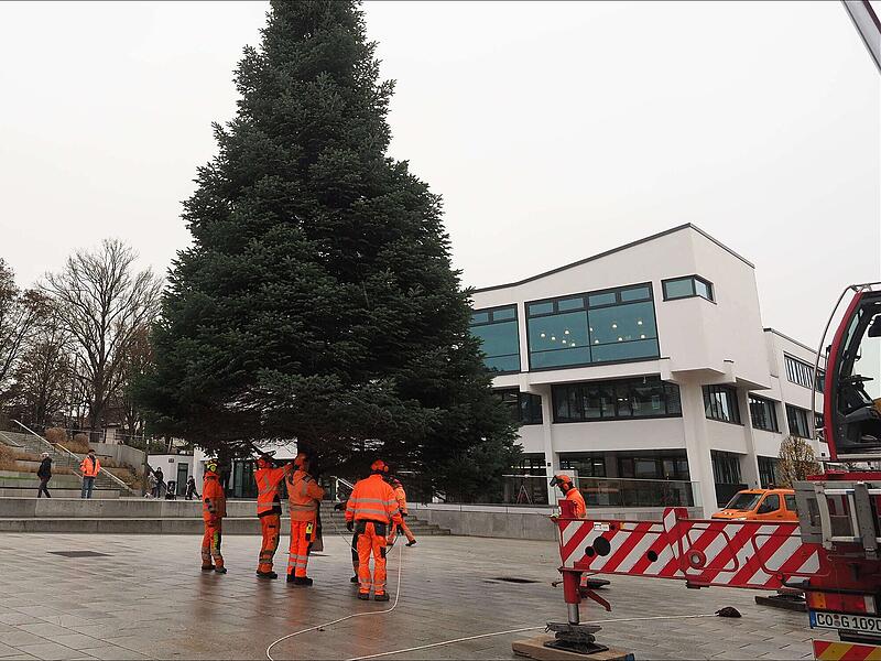 Weihnachtsbaum in Neustadt: 1800-Kilo-Nordmanntanne steht