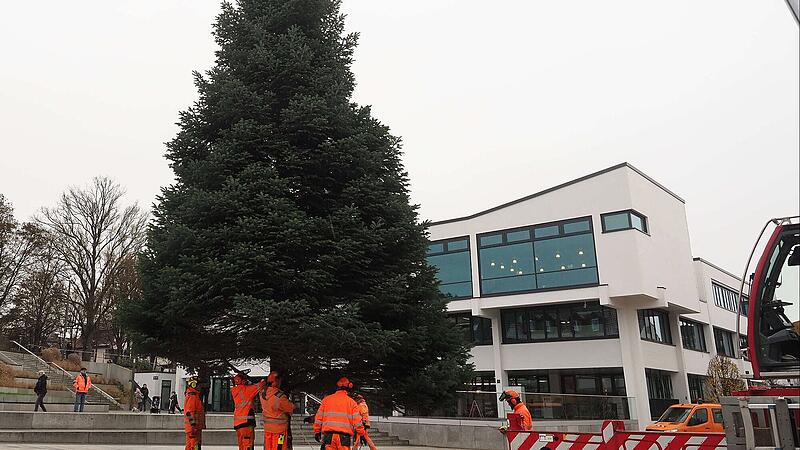 Weihnachtsbaum in Neustadt: 1800-Kilo-Nordmanntanne steht