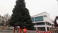 Weihnachtsbaum in Neustadt: 1800-Kilo-Nordmanntanne steht