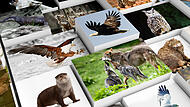 Wildtiere