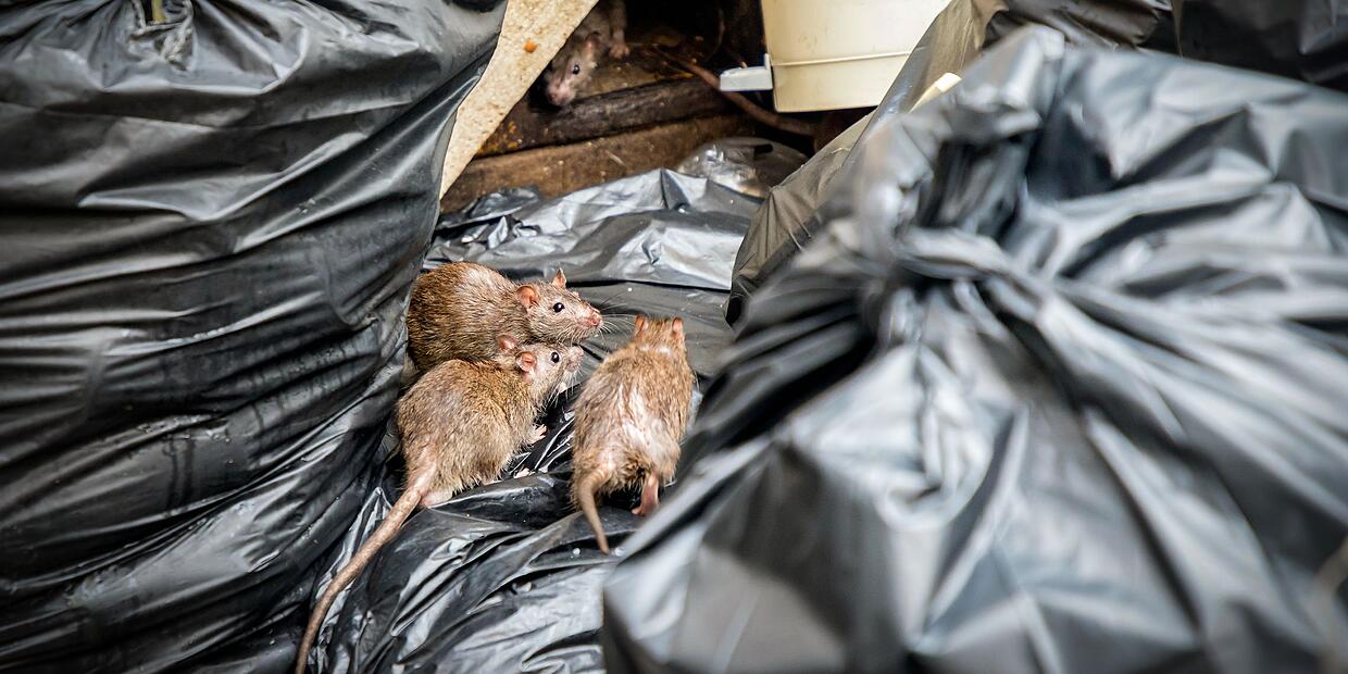 Ratten In Riool Ratten in Kulmbach: Jetzt ist auch die Obere Stadt betroffen