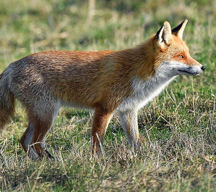 Der Fuchs, der in der Schliefanlage in Kasendorf über viele Jahre untergebracht war, zieht wohl in Kürze um.
