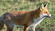 Der Fuchs, der in der Schliefanlage in Kasendorf über viele Jahre untergebracht war, zieht wohl in Kürze um.