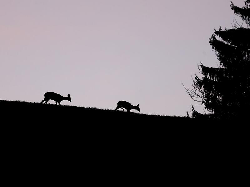Sonniger Morgen in Bayern