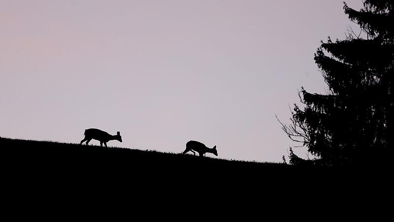 Sonniger Morgen in Bayern