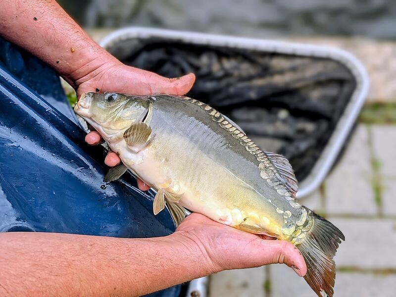 Speisekarpfen Fischzucht Vondran