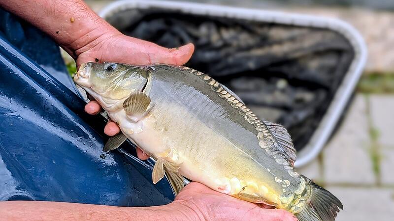 Speisekarpfen Fischzucht Vondran