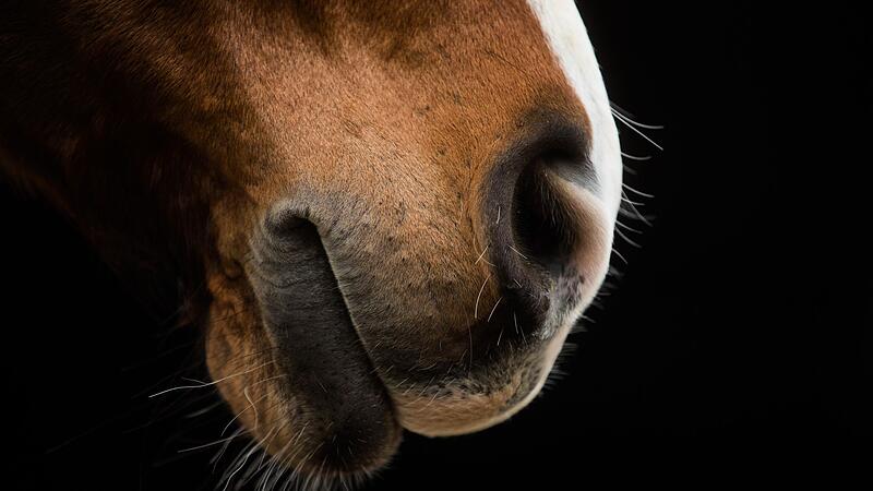 Polizei: Ponys bei Reitturnier gezielt misshandelt