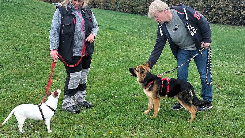 Die Kehlbacher Hunde tollen gerne herum.