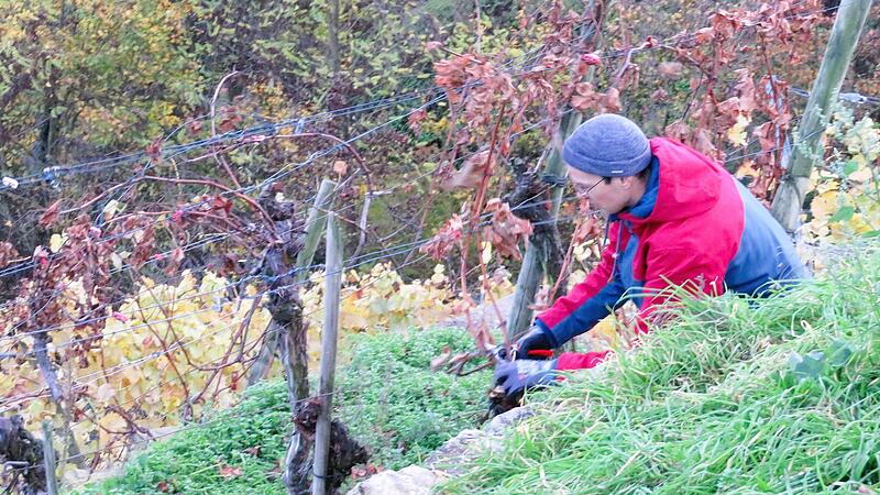 Jetzt im Sp&auml;therbst sind die Bl&auml;tter gefallen. Florian Wachter beginnt mit dem R&uuml;ckschnitt der Reben.