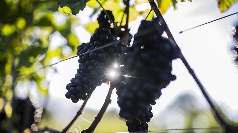 Der Klimawandel führt auch zu einer Veränderung bei den Winzern.