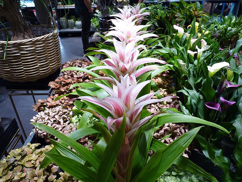 Ein Rundgang in Fotos: Das Angebot in den neuen Gesch&auml;ftsr&auml;umen von Blumen Lechner in H&ouml;chstadt