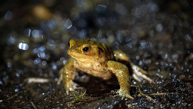Helfer bei der Kr&ouml;tenwanderung