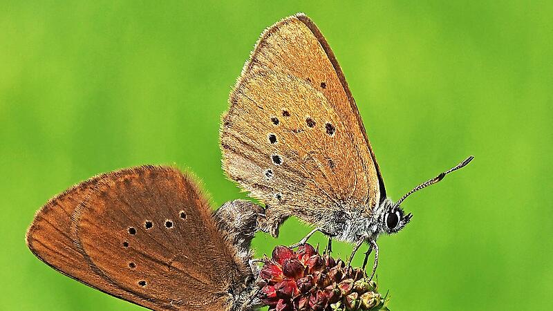 Dunkle Wiesenknopf-Ameisenbl&auml;ulinge