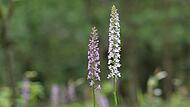 Die Orchidee 2024 wächst auch bei uns.Forchheim & Fränkische Schweiz Die Orchidee 2024 wächst auch bei uns.Forchheim & Fränkische Schweiz