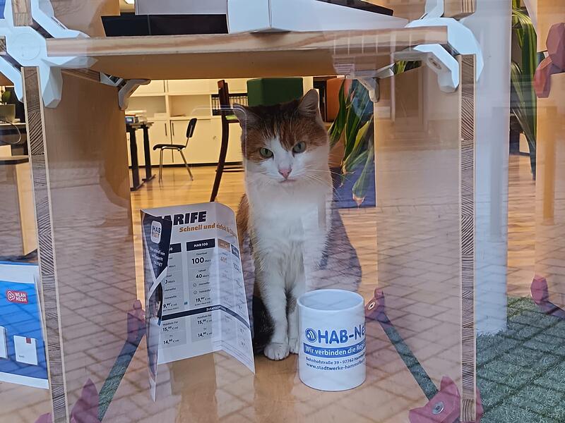 &bdquo;Ein Foto unserer freien Mitarbeiterin, die uns jeden Tag besucht&ldquo;, schreibt J&uuml;rgen Weigand, Vertrieb Habnet. &bdquo;Diese Katze ist ein Ph&auml;nomen, sie kennt jedes Gesch&auml;ft in Hammelburg und l&auml;sst sich &uuml;berall f&uuml;r ein paar Stunden nieder. Wir nennen Sie Stadtkatze.&ldquo;