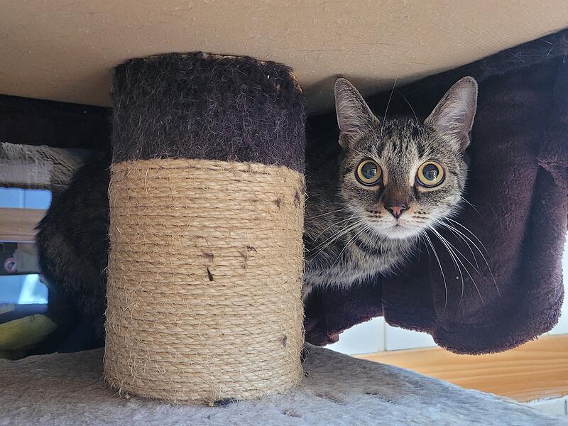 Katze Heidi sucht ein neues Zuhause.