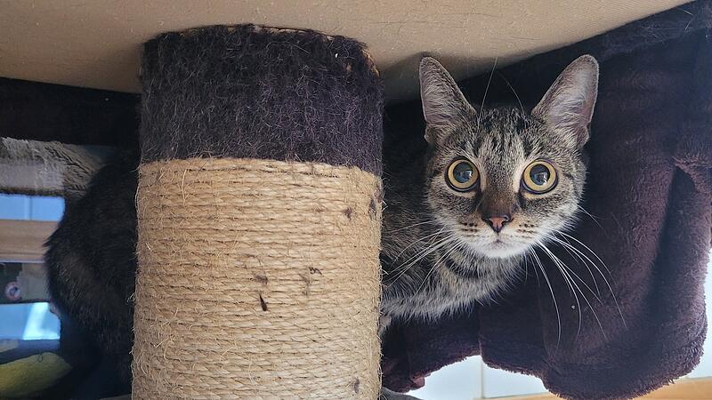 Tierbild Kulmbach Katze Heidi sucht ein neues Zuhause.