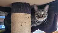 Katze Heidi sucht ein neues Zuhause.