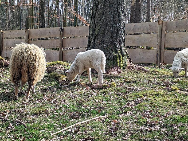 Lämmer Hundshaupten Lämmer Hundshaupten