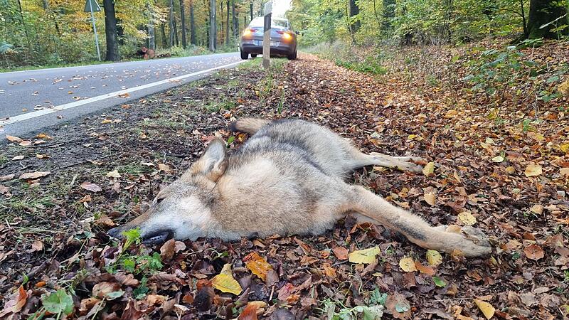 Wolf überfahren Wolf überfahren