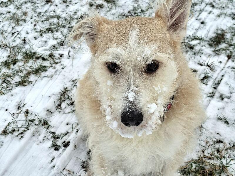 Hund Flocke nach der M&auml;uschensuche im Schnee