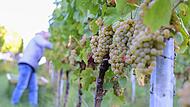 Weinernte