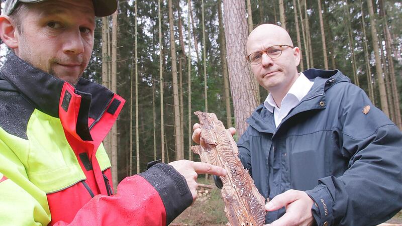 David Scheuthle (links)  mit OB Dirk Vogel im Stadtwald an befallenen Fichtenbest&auml;nden. In der Hand ein St&uuml;ck Rinde mit Bohrtunneln des Borkenk&auml;fers.